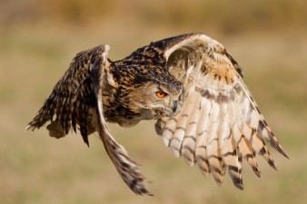 Eagle-Owl in flight