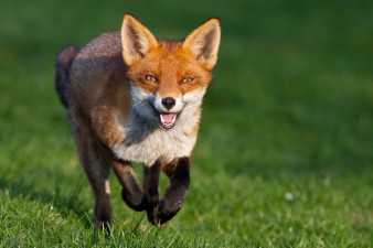 Red fox running