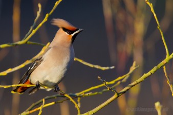 Bohemian Waxwing