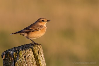 Wheatear